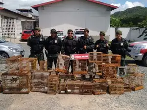 Aves foram resgatadas durante operação (Foto: Divulgação/Polícia Ambiental)