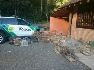 Pássaros foram levados para o zoológico de Dois Vizinhos (Foto: Polícia Ambiental/ Divulgação)