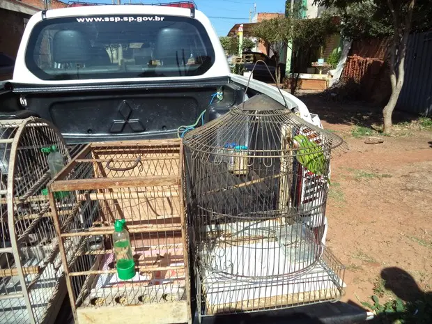 Polícia Ambiental flagrou pássaros em cativeiro em duas casas do bairro Tangarás (Foto: Polícia Ambiental/ Divulgação)