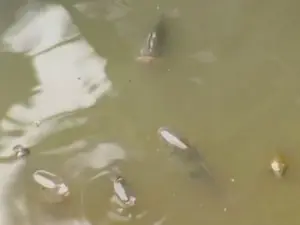 Peixes foram encontrados mortos em 23 de julho (Foto: Reprodução/TV Rio Sul)