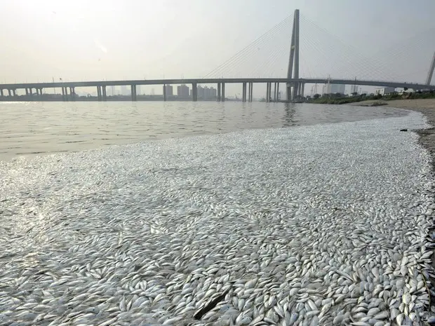 Peixes mortos se acumulam à beira do rio Haihe em Tianjin, China, a cerca de 6 km do local onde uma enorme explosão destruiu uma área industrial (Foto: Reuters/Stringer)