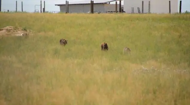 Os ursos podem correr livres agora, no santuário. Foto: PETA