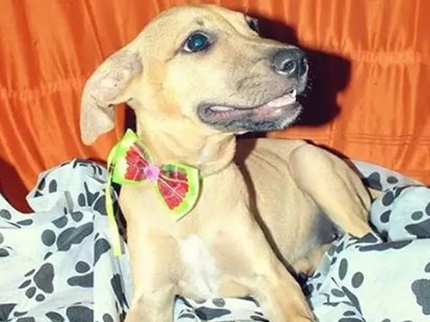 Cão da ONG Proteger em Petrolina, PE (Foto: Pamela Durando / Arquivo pessoal)