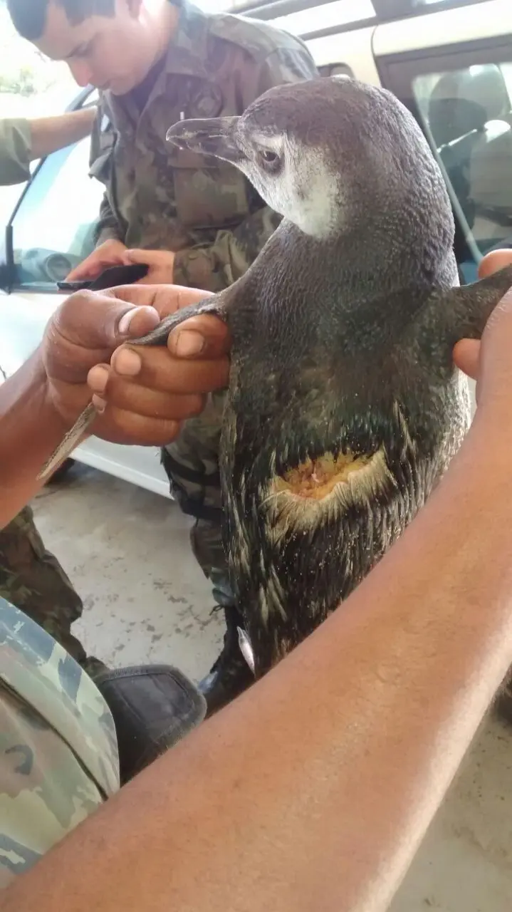 Pinguim foi achado por pessoas que caminhavam no calçadão da Praia Campista (Foto: Divulgação/ Guarda Ambiental)