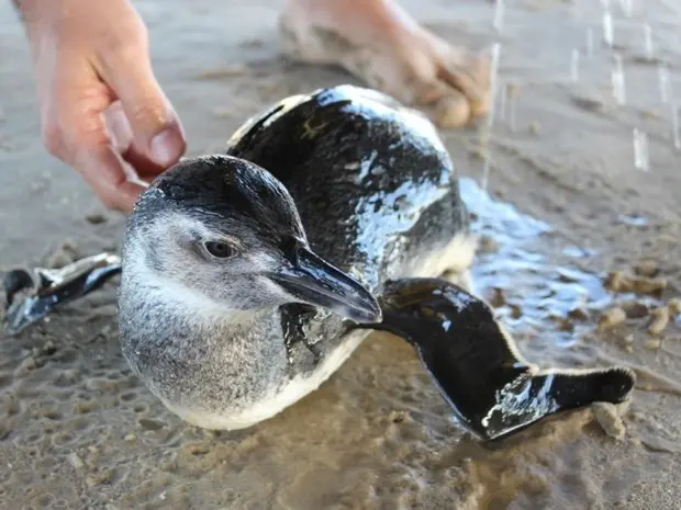 Pesquisadores vão estudar mamíferos marinhos, aves e tartarugas (Foto: Douglas Saviato/Portal Engeplus)