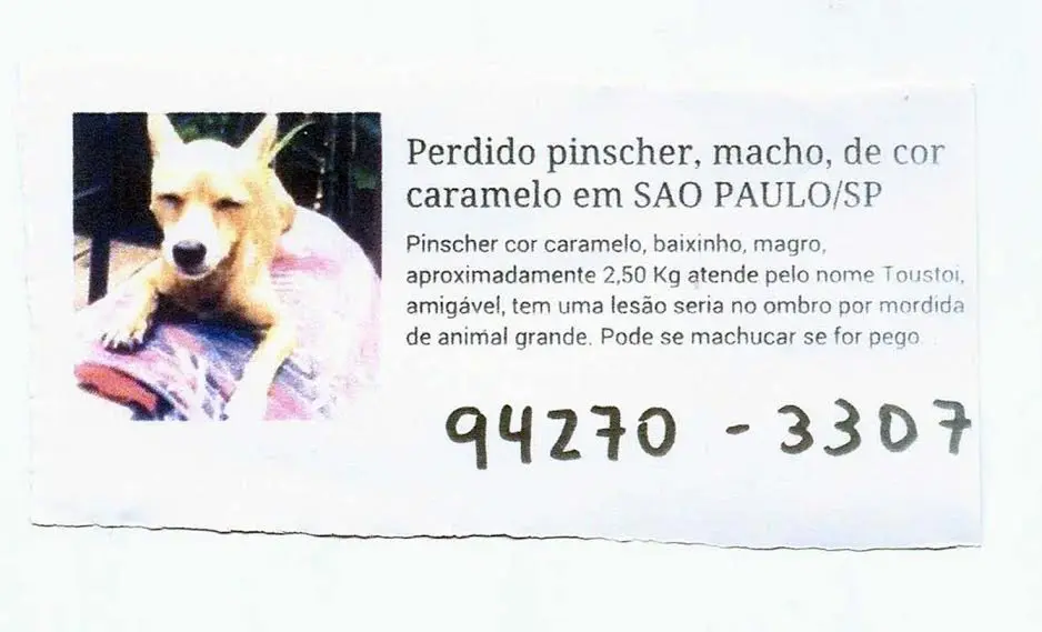 pinscher