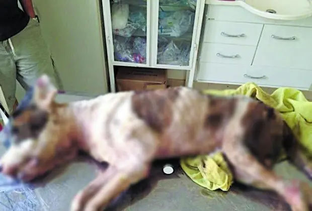 Animal pesava menos de 20 kg, segundo veterinária que o atendeu