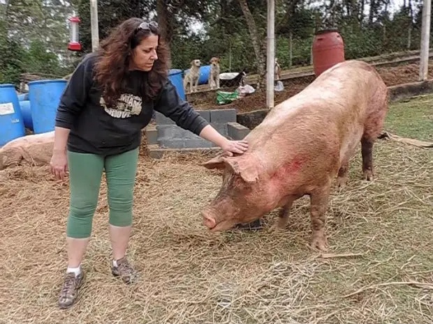 Animais ainda possuem marcas de machucados devido ao acidente (Foto: Jomar Bellini / G1)