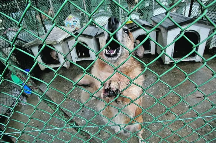 Número de cães e gatos nos centros de recolha municipais tem vindo a aumentar todos os anos