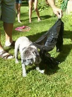 O pug foi jogado na rua dentro de um saco de lixo. (Foto: Reprodução / Facebook / Buffalo Pug & Small Breed Rescue) 