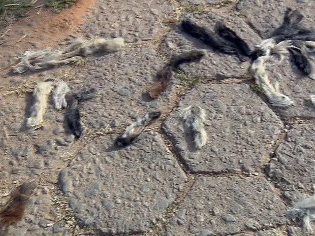 Rabos foram encontrados em uma rua do bairro Vale dos Pinheiros, em São Lourenço (MG) (Foto: Reprodução EPTV)