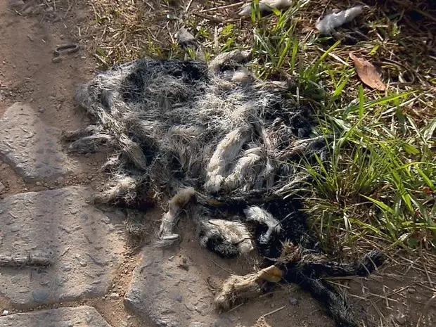 Ao todo, cerca de 150 rabos de gatos foram achados em São Lourenço (MG) (Foto: Reprodução EPTV)