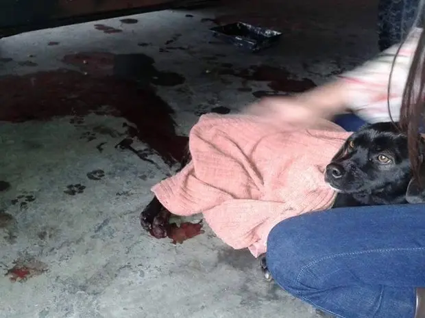 Cachorro atirado de viaduto gera revolta em Taubaté (Foto: Arquivo Pessoal / Rosangela Vegana Coelho)