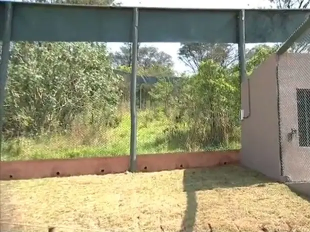 Novo recinto tem 3.000 m² e simula o ambiente onde eles vivem. Foto: Reprodução/ TV TEM