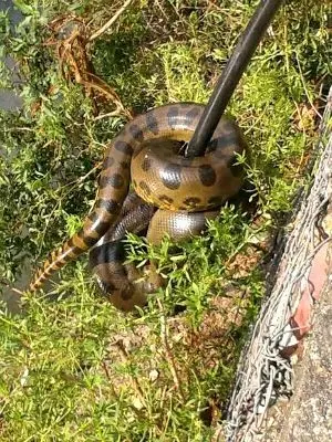 Cobra foi localizada por moradores (Foto: Batalhão Ambiental)