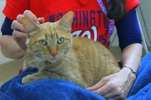 A gata Susie foi morar em um abrigo depois que sua tutora morreu. (Foto: Reprodução / The Dodo)