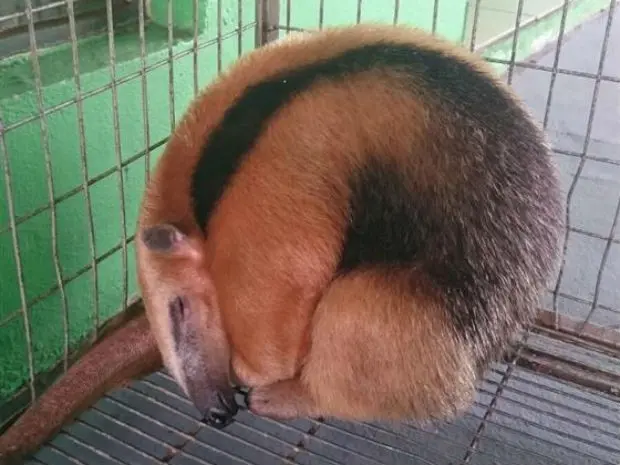 Sem problemas, mamífero logo foi reintroduzido à natureza (Foto: Polícia Ambiental/Divulgação)