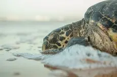 Tartaruga-de-pente foi capturada por ter ingerido um anzol de pesca, mas já se recuperou