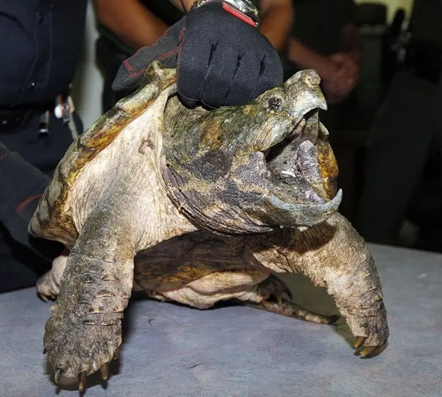 Animal foi resgatado por agentes ambientais (Foto: Reprodução/Facebook/Suffolk-County Spca)