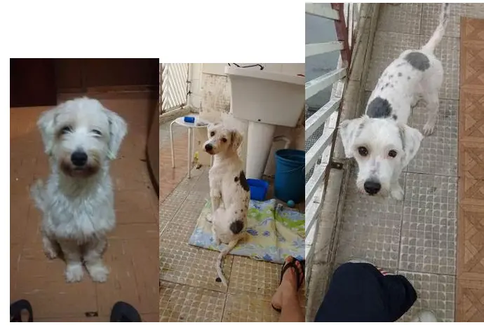 Reprodução