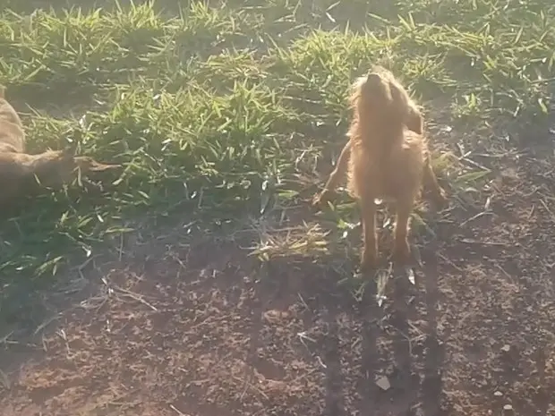 Cachorro ficou ao lado de 'amigo' após ele ser atropelado (Foto: Raimundo Augustinho / TEM Você)