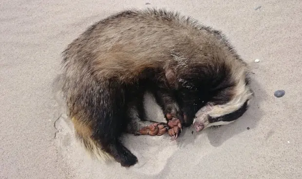 Fêmea de texugo foi encontrada alcoolizada em praia de Rewal, na Polônia (Foto: Reprodução/Facebook/Dzika Ostoja)