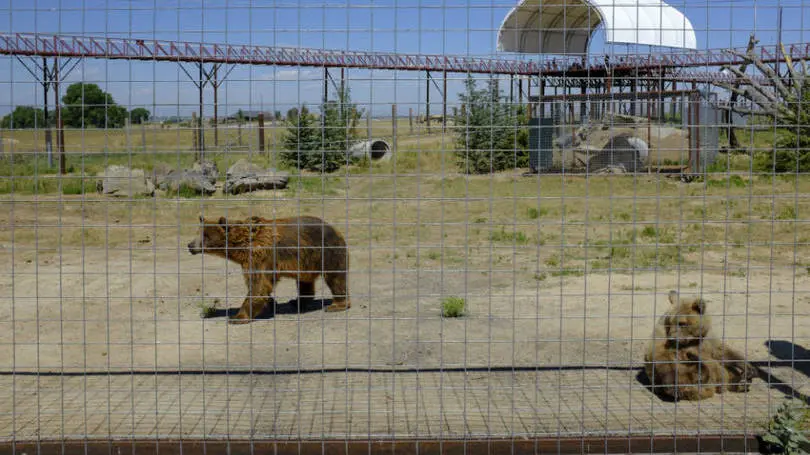 Ursos são vistos no The Wild Animal Sanctuary, que abriga animais que eram usados em circos 