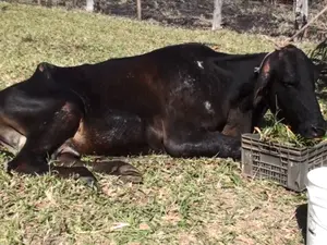 Vaca foi abandonada em terreno de São Carlos (Foto: Reprodução/EPTV)