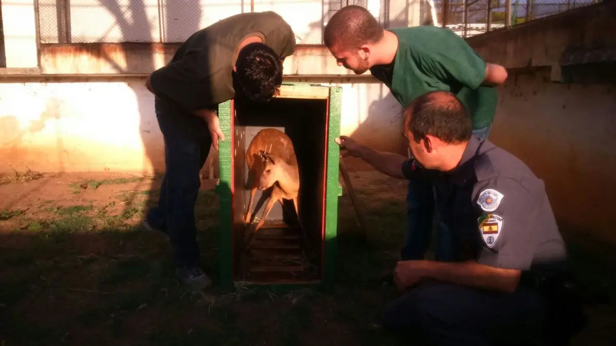 O animal ficou ferido na boca e nas costas, possivelmente pelo impacto com um veículo