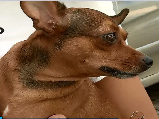 Cerca de seis animais já foram envenenados  Foto: TV Vitória