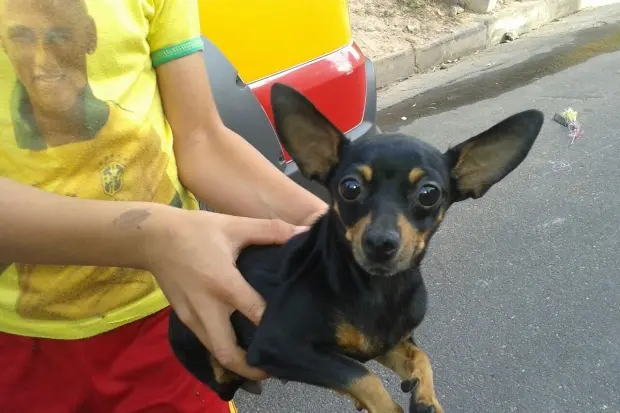 Pinscher foi resgatado e passa bem