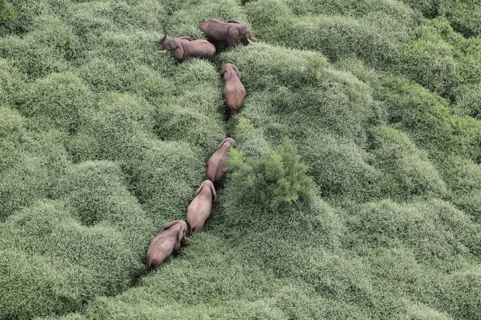 Foto: David Shedrick Wildlife Trust