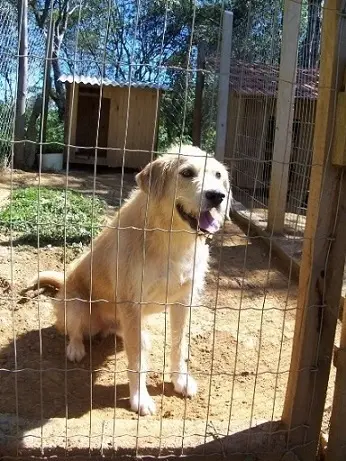 Benji