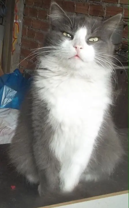 Gato-adocao