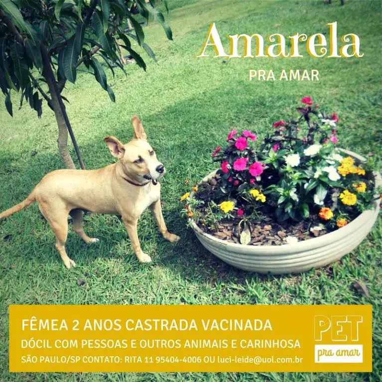 amarela