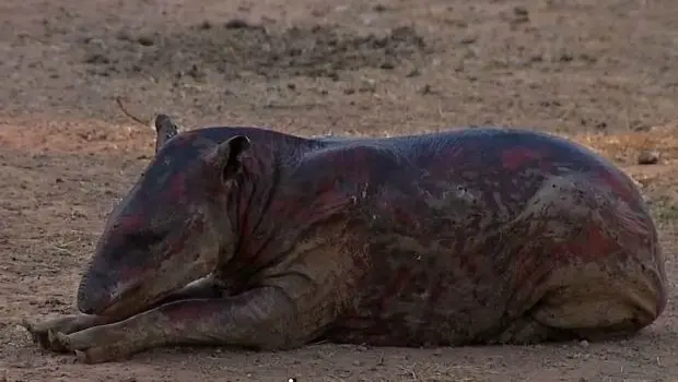 Filhote ficou com ferimentos graves pelo corpo todo (Foto: Reprodução/ TVCA)