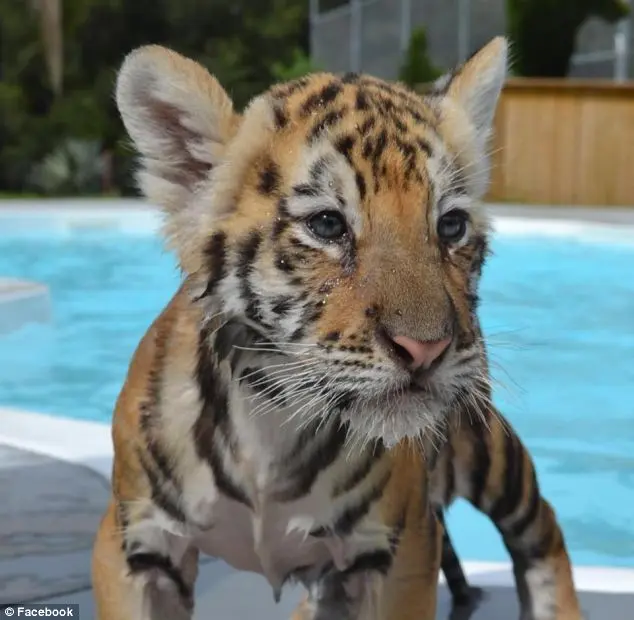 Foto: Daily Mail