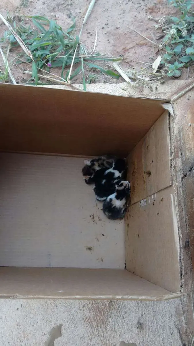 Gatinhos foram abandonados na rodovia