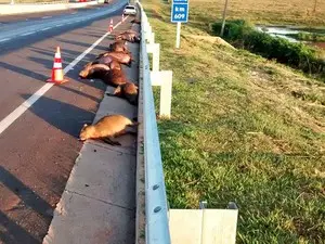 Onze capivaras adultas e quatro filhotes foram atropeladas na rodovia (Foto: Marcos Moreira de Almeida/Cedida)