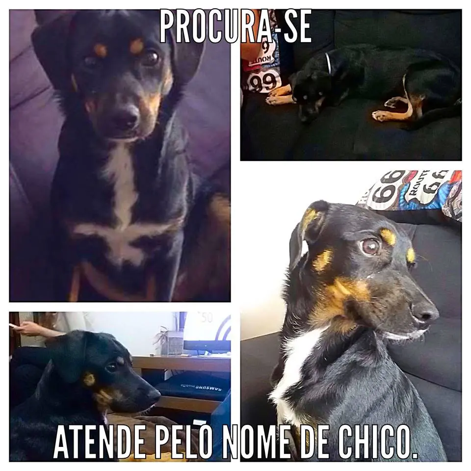 chico