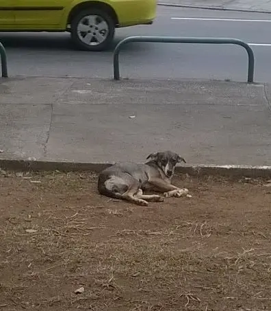 Divulgação