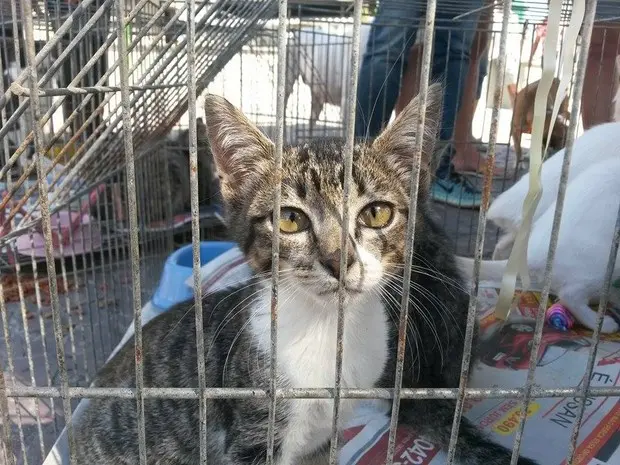 Campanha vai dar banho em animais do Canil Municipal  (Foto: Rebeca Nascimento / G1)