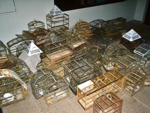 Cem gaiolas também foram encontradas no lugar. (Foto: Divulgação/Polícia Militar Ambiental)