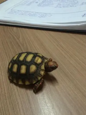 Jabuti era carregado em uma caixa por estudante de biologia (Foto: Darly Kluppel)