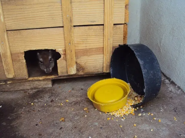 Paca estava escondida em caixa de madeira (Foto: PM/Divulgação)