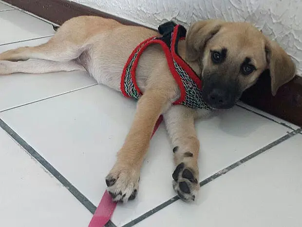 Cadelinha Nina está disponível para adoção (Foto: Divulgação)