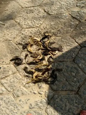 Mais rabos foram encontrados na tarde desta quinta-feira (3). (Foto: Patrulha Animal)