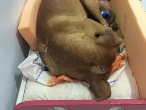 Cachorro teria sido espancado na região da cabeça (Foto: Victor Hugo Fernandes / Arquivo Pessoal)