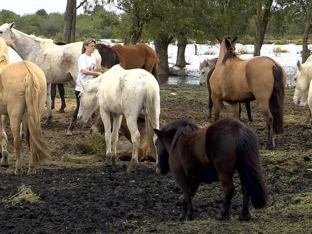 Cristina distribuiu ração para animais que foram abandonados e estavam ilhados (Foto: Reprodução/RBS TV)