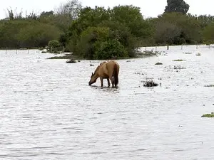 Alguns animais tentaram cruzar área alagada para  conseguir comida(Foto: Reprodução/RBS TV)